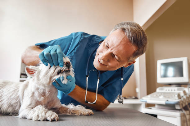 Best Chipped Tooth Repair Near Me  in Port Allegany, PA